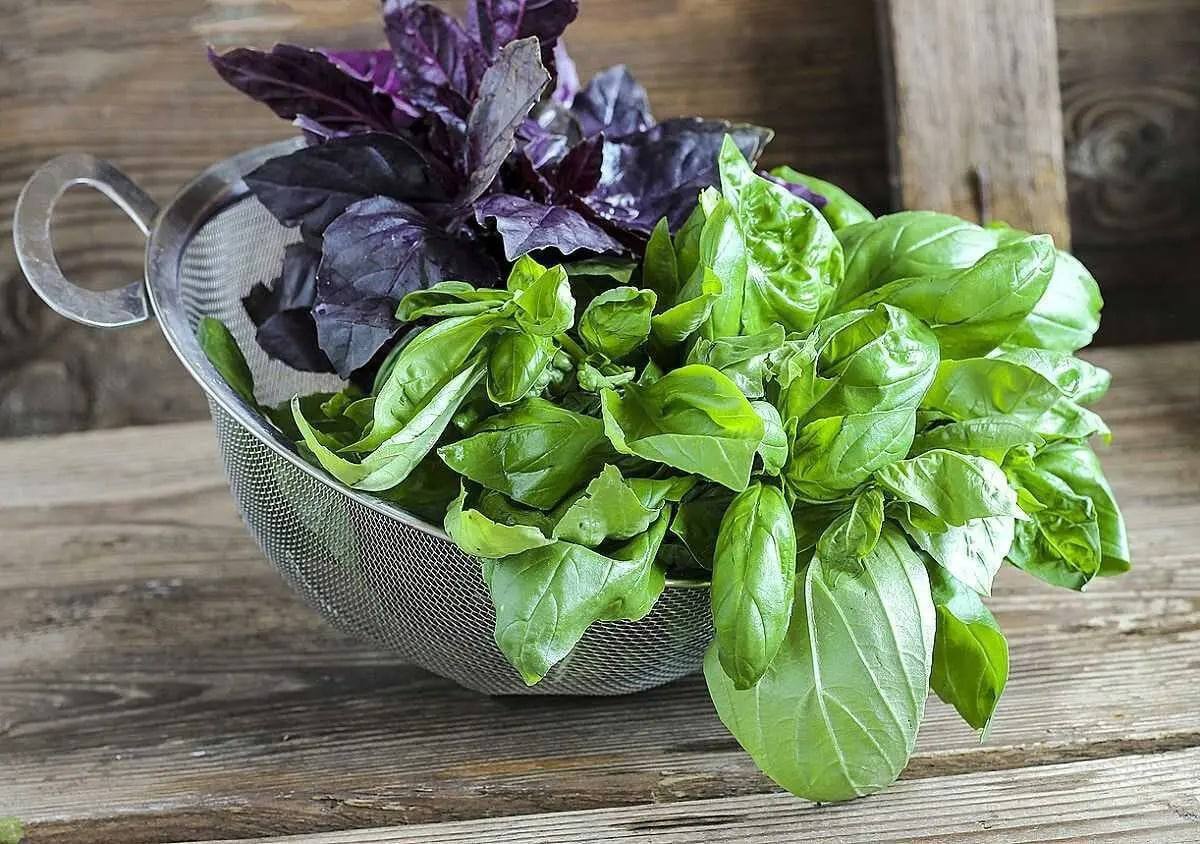 Las propiedades curativas de la albahaca